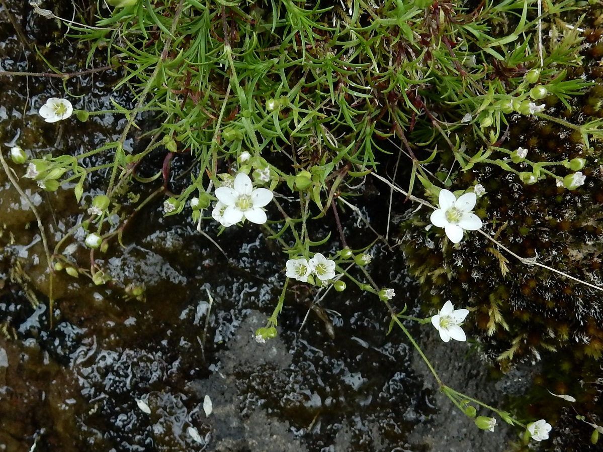 Minuartia verna subsp. verna (Caryophyllaceae)